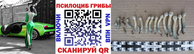 Псилоцибиновые грибы мицелий  darknet какой сайт  Данилов 
